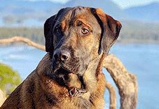 Tibetan Mastiff
Labrador Retriever
