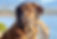 Tibetan Mastiff
Labrador Retriever