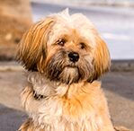 lhasa apsos