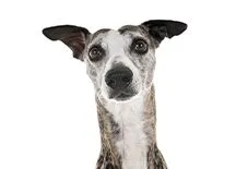 whippet