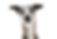 whippet