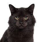 siberian