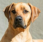 rhodesian ridgeback