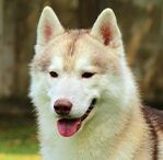 husky