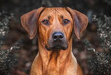 rhodesian ridegback