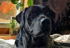 Catahoula Leopard Dog
Black Labrador Retriever