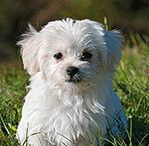 maltese