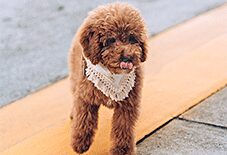 goldendoodle puppy