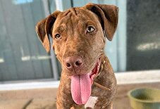 Cane Corso
American Pit Bull Terrier
