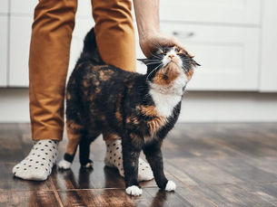 cat at a persons feet