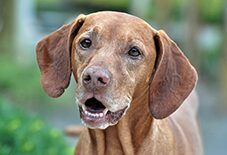 vizsla