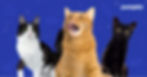 Are Flerkens All That Different From Cats After All?