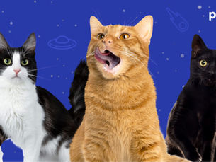 three cats on an indigo background