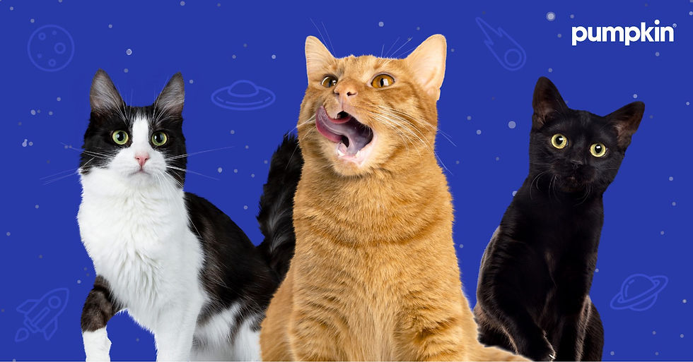 Are Flerkens All That Different From Cats After All?