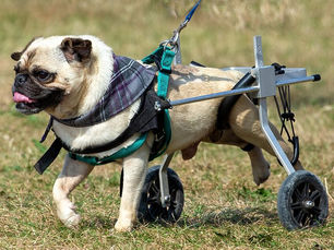 dog with back legs in a wheel chair 