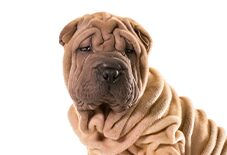 Shar-Pei