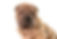 Shar-Pei