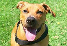 Rhodesian Ridgeback
Boxer