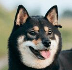Shiba Inu