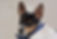 rat terrier