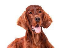irish setter