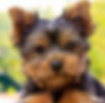 yorkie