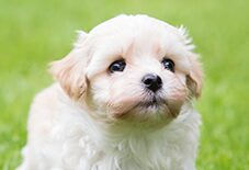 havanese puppy