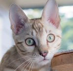 Seal Mink Point
Tabby