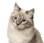 siberian cat