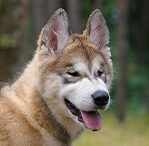 malamute