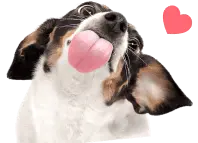 Peanut-1.webp
