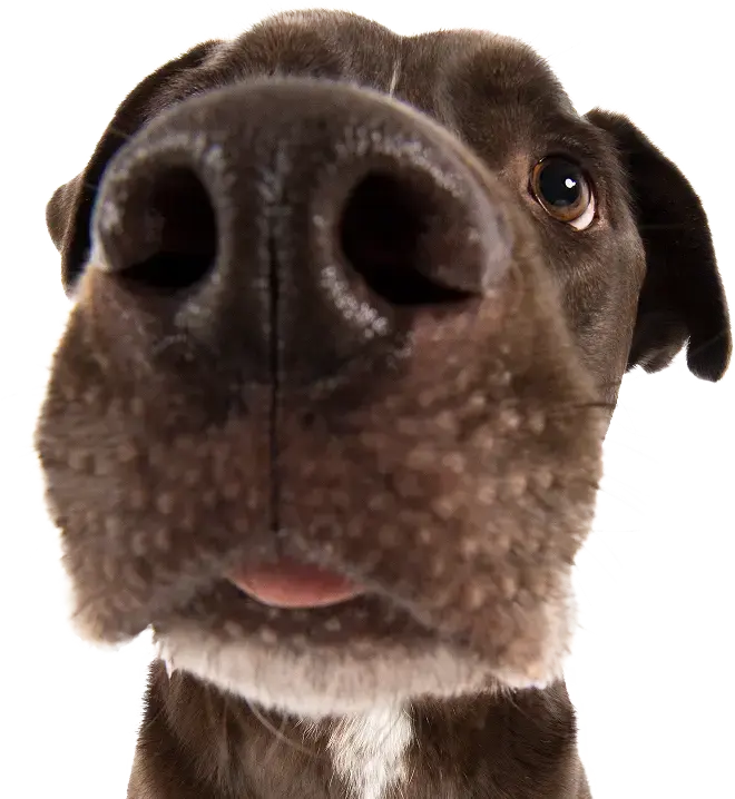 Dog with nose in front of camera silo pet.webp