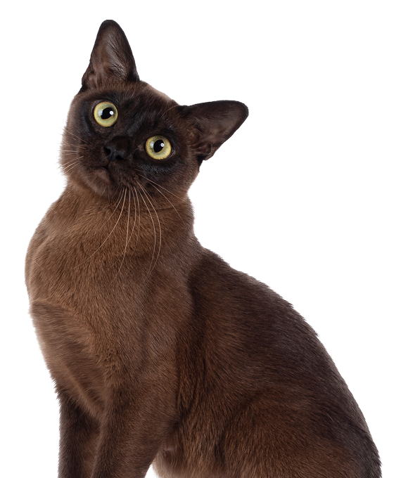 Curious Burmese cat
