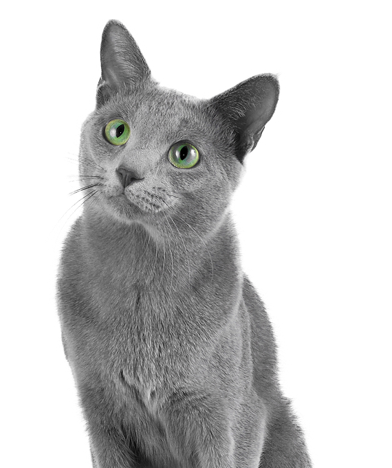 Curious Russian Blue Cat