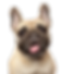 Happy tan French Bulldog
