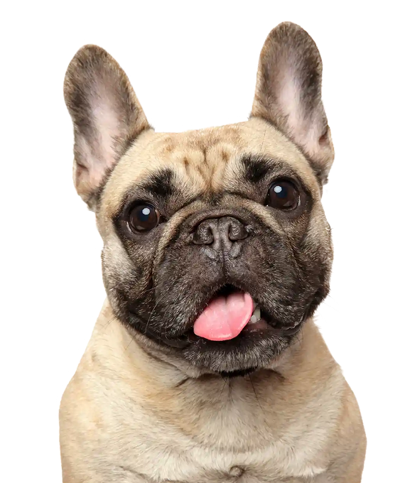 Happy tan French Bulldog