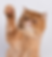 Tan persian cat