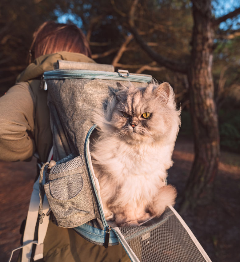 Fluffy cat out for a hike in Michigan
