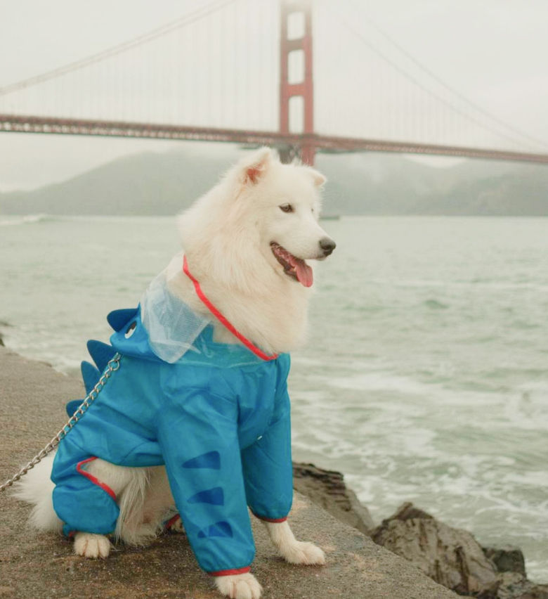 Dog looking out over the bay in San Francisco, California near the Golden Gate Bridge