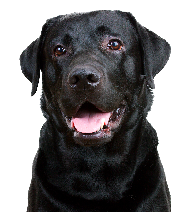 Black Labrador Dog