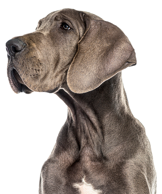 Gray Great Dane Dog
