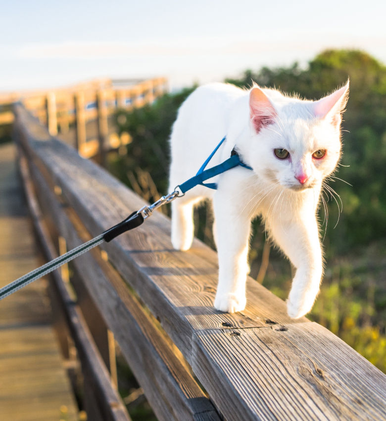 Cat walking a boardwalk on the beach in Florida