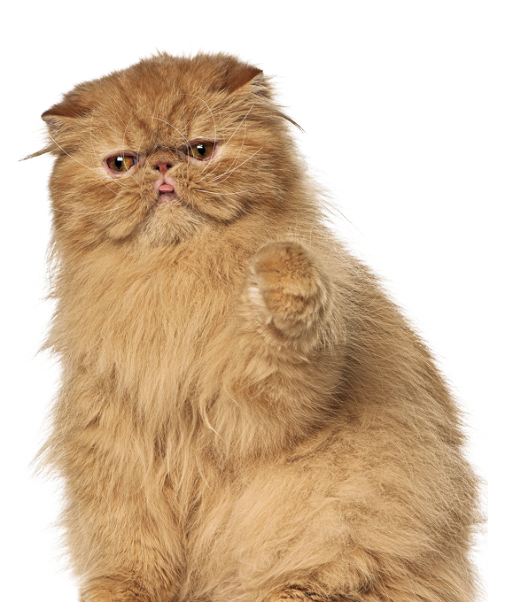 Curious Persian Cat