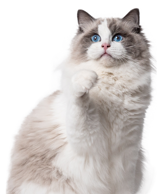 Blue-eyed Ragdoll Cat