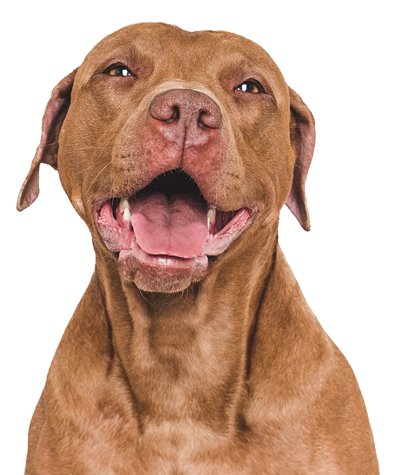 Happy brown Pitbull dog