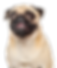 Happy Pug Dog
