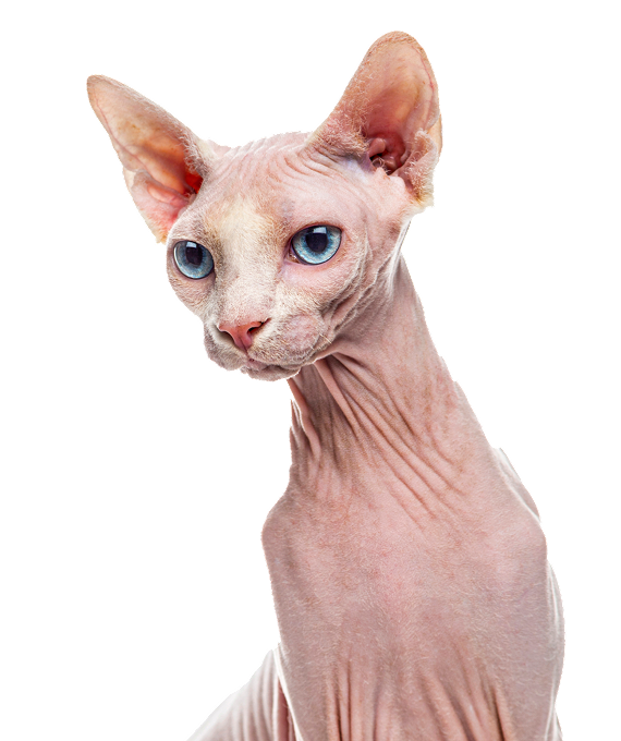 Curious Sphynx (hairless) Cat