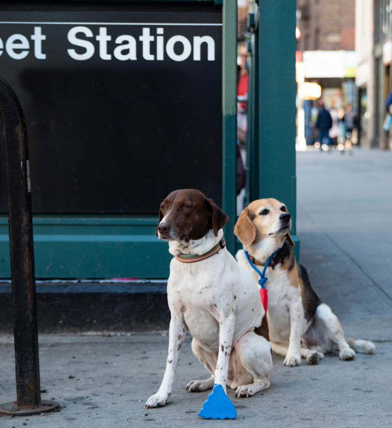 Two dogs standing in front of the subway in New York City, New York