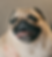 Standard Pug