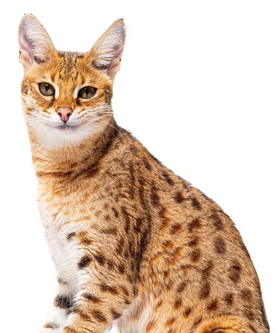 Savannah Cat